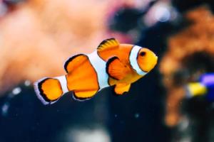 适合穷人的18个创业加盟项目，适合穷人的18个创业项目投资小？